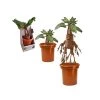 Harry Potter - Peluche Mandrake Interactive